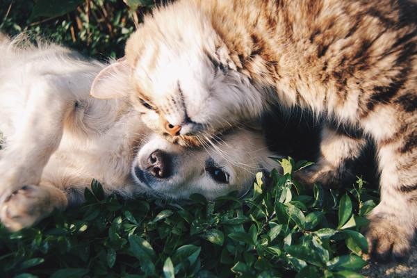 pies i kot na trawie