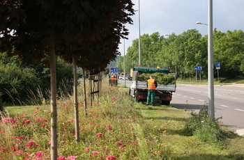 Trwa koszenie traw w Kielcach