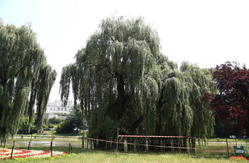 Decyzje władz Kielc w sprawie drzewostanu w Parku Miejskim